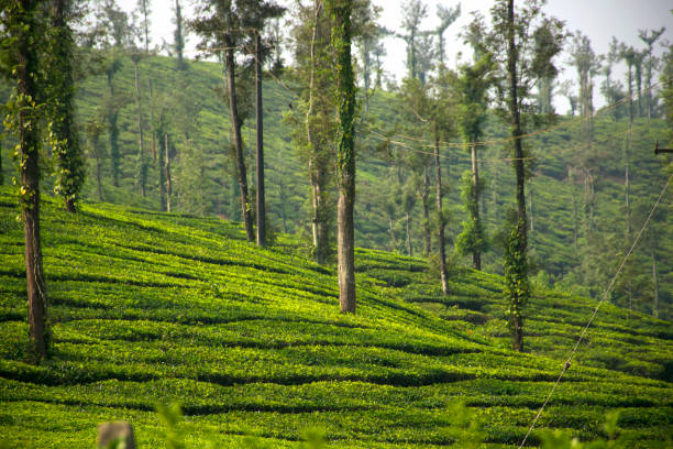 Why Coorg should be your next location for workation