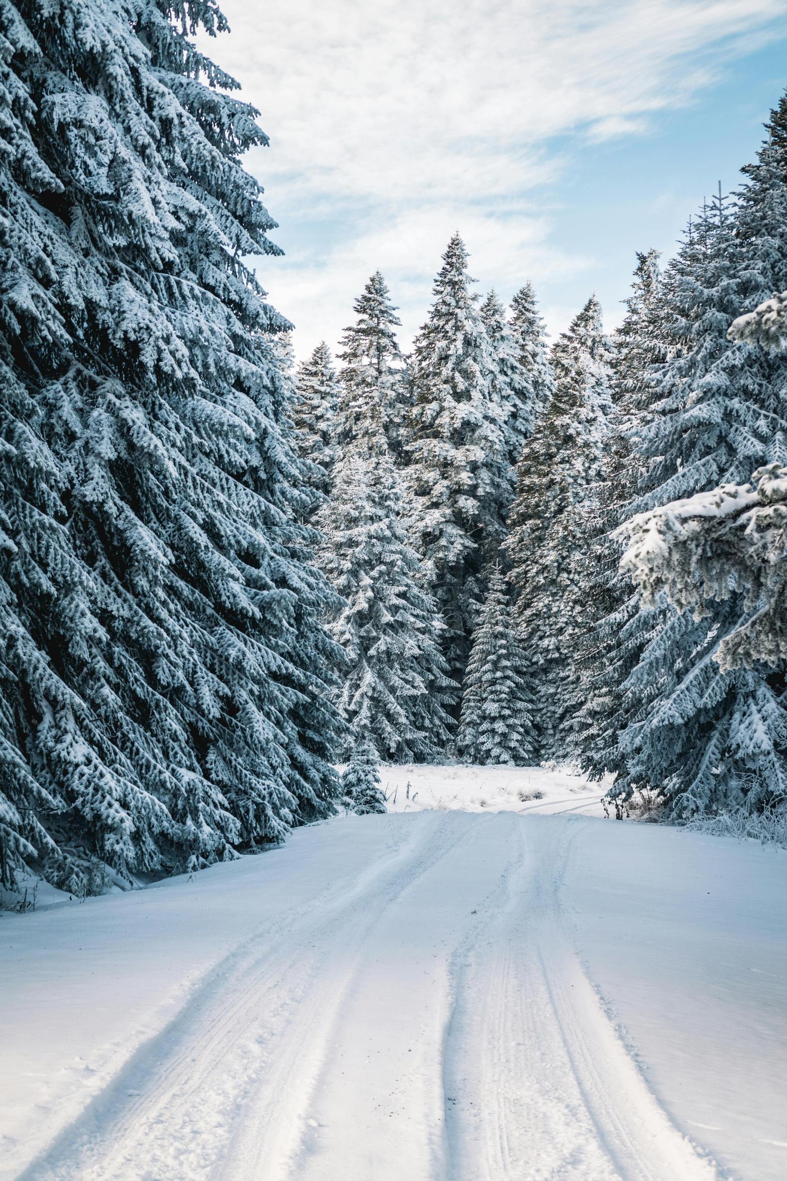 Winter Path filled with snow covered trees.