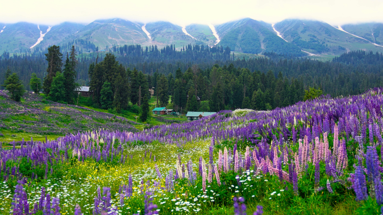 Valley of Flowers